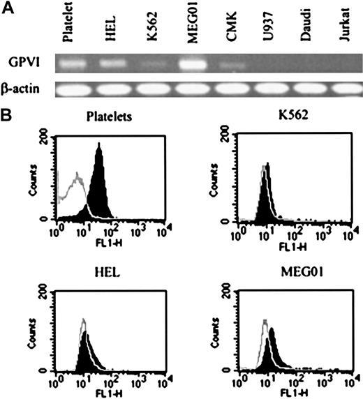 Fig. 1. GPVI expression in megakaryoblastic cell lines and platelets. / (A) RNA (2 μg) was reverse transcribed and one fifth of the cDNA obtained used for PCR amplification. RT-PCR products were separated by agarose gels and stained with ethidium bromide to visualize GPVI and β-actin. (B) Fluorescent profile of representative cell lines. Cells were incubated with convulxin and a specific antibody to convulxin, then indirectly stained with FITC-conjugated antirabbit IgG (Fab′)2 fragment (shaded area). The nonshaded areas show background labeling observed in the absence of convulxin. Cytofluorographs were obtained on a FACsort. Results are representative of 5 experiments.