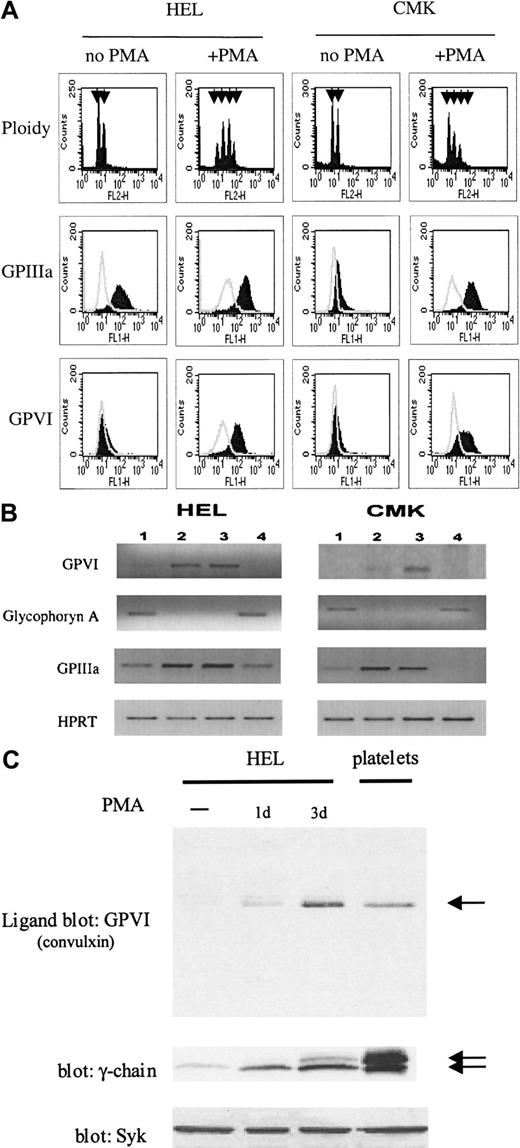 Fig. 2. Flow cytometry, RT-PCR, and ligand blotting of GPVI in HEL and CMK cells. / (A) HEL and CMK cells were differentiated with PMA for 3 days and expression of GPVI detected by flow cytometry as in Figure 1. GPIIIa expression and ploidy values were measured with anti-GPIIIa and propidium iodide, respectively. Arrowheads in ploidy panels indicate DNA content, from 2n to 16n. (B) Semiquantitative RT-PCR of HEL and CMK cells shows expression of GPVI, glycophoryn A, GPIIIa (CD61), and HPRT before (lane 1) and after megakaryocytic differentiation with PMA for 1 (lane 2) and 3 days (lane 3) or erythroid differentiation using hemin for 3 days (lane 4). (C) Cells were differentiated with 10 nmol/L PMA for 1 and 3 days (1d, 3d). HEL extract (30 μg) was loaded per lane and subjected to SDS-PAGE under nonreducing conditions. GPVI was detected by ligand blotting using convulxin. FcRγ-chain expression was assessed by immunoblotting. Arrows indicate the relative position of GPVI (60 kd) and FcR γ-chain (22-24 kd). A platelet sample is included as a positive control; the platelet number used in either blot was different. The level of Syk measured by Western blotting is also shown for comparison. Results are representative of 3 experiments.