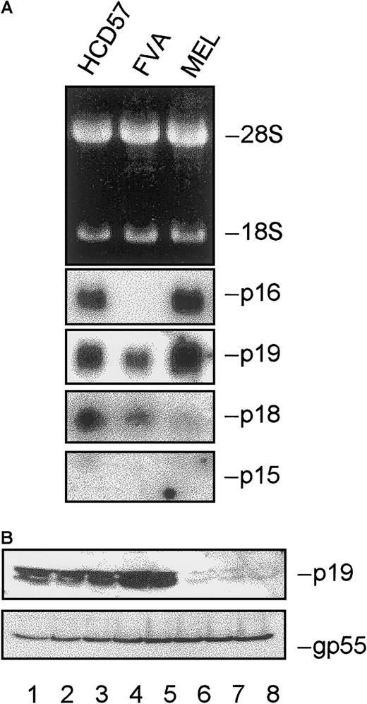 Fig. 8. INK4 expression during terminal erythroid differentiation. / (A) Total RNA was isolated from HCD57, FVA, or MEL erythroblasts. Gel electrophoresis was performed, and ethidium bromide–stained rRNA was photographed as a control for loading. Northern blot analysis was performed using radiolabeled cDNA probes to p16, p19, p18, and p15. (B) Total cellular protein was isolated from FVA erythroblasts cultured for 0, 6, 14, 20, 26, 37, 42, or 48 hours with EPO (lanes 1-8). Proteins were electrophoretically separated in 12% polyacrylamide gels and probed with antibodies to p19. gp55 protein expression is shown as a control for protein loading.