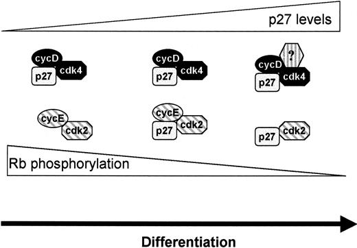 Fig. 9. Model of p27 function in terminal erythroid differentiation. / p27 protein accumulates in cyclin D/cdk4 complexes during differentiation without inhibiting kinase activity. When cyclin D/cdk4 complexes become saturated with p27, p27 accumulates in cyclin E/cdk2 complexes and inhibits cdk2 kinase. Complete loss of cdk2 kinase activity requires loss of cyclin E from the complex. Loss of cyclin D/cdk4 kinase activity occurs by an unknown mechanism.
