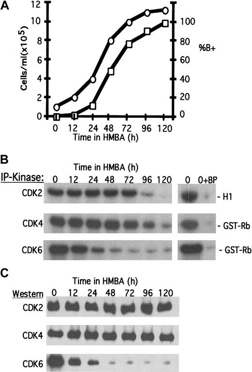Fig. 1. Changes in CDK activities during erythroleukemia cell terminal differentiation. / Logarithmically growing MEL cells were induced to differentiate with 5 mmol/L HMBA as described in “Materials and methods.” (A) At the indicated times the cell number (○) and the percentage of benzidine-positive hemoglobinized cells (percent of B+, □) were determined. (B) Total cellular protein extracts were prepared and analyzed for specific CDK activities by immunoprecipitation (IP)-kinase assays, and (C) CDK protein levels were determined by immunoblotting as described in “Materials and methods.” BP indicates blocking peptide.