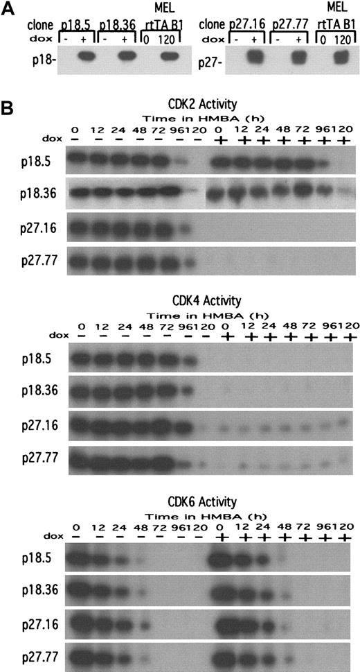Fig. 3. Characterization of p18 and p27 MEL cell transfectants. / (A) MEL cell transfectant clones expressing either p18 or p27 under control of the tetracycline inducible promoter in pUHD 10-3 were cultured either in the absence (−) or presence (+) of 1 μg/mL Dox for 36 hours. Total cellular protein extracts were prepared, and the levels of p18 (left panel) and p27 (right panel) were determined by immunoblotting. The parental MEL cells (clone B1) containing only the rtTA regulator were cultured in the presence of 5 mmol/L HMBA for 120 hours to indicate the levels of endogenous p18 and p27 present in fully differentiated MEL cells. For further details see “Materials and methods.” (B) The effect of exogenous p18 and p27 on CDK activities in undifferentiated and differentiated MEL cell transfectants. Extracts prepared from the indicated transfectant clones cultured in the presence of 5 mmol/L HMBA and either in the absence (−) or presence (+) of Dox were prepared at the indicated times and assayed for the indicated CDK activity by IP-kinase assays as described in “Materials and methods.”