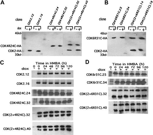 Fig. 5. Inducible expression of exogenous CDK2, CDK4R24C, and CDK6R31C in MEL cell transfectants. / (A, B) The extracts were prepared from the indicated CDK-HA MEL cell transfectants cultured in the absence (−) or presence (+) of Dox for 36 hours. The levels of exogenous HA-tagged CDKs were determined by immunoblotting with anti-HA–specific antibody. (C, D) Extracts were prepared from the indicated CDK-HA MEL cell transfectants that had been cultured in the presence of Dox for 24 hours (0 time in the figure) followed by treatment with 5 mmol/L HMBA for the indicated times. The levels of exogenous HA-tagged CDKs were determined by immunoblotting as in panels A and B. The upper band in the 2 lower sections of panel C is CDK4R24C-HA, and the lower band is CDK2-HA. The upper band in the 2 lower sections of panel D is CDK6R31C-HA, and the lower band is CDK2-HA.