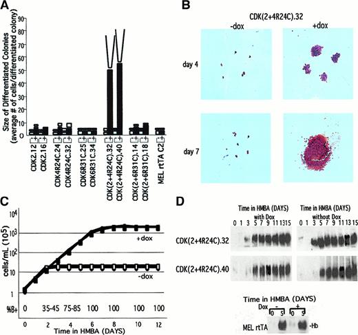 Fig. 7. Synergistic activities of CDK2 and CDK4 in causing extensive proliferation of fully differentiated cells. / (A) The indicated MEL cell CDK transfectants were cultured in the presence of 5 mmol/L HMBA for 48 hours and then plated in plasma clots either in the absence (−) or presence (+) of Dox. The plasma clots were analyzed as described in the legend of Figure 4 after 3 days (■) and 7 days (□) of incubation at 37°C. (B) Plasma clots of a doubly transfected cell line were photographed (original magnification × 10) after staining with benzidine and hematoxylin as described in “Materials and methods.” (C) Logarithmically growing CDK(2 + 4R24C).32 and CDK(2 + 4R24C).40 were treated at 1 × 105 cells per mL with 5 mmol/L HMBA in the presence (shaded symbols) or absence (open symbols) of Dox. The cell densities were maintained at less than 1 × 106 cells per mL by subculturing to 2 × 105 cells per mL with the indicated growth medium every 24 hours as required. The cell densities were measured daily with a Coulter counter (Coulter Electronics, Miami, FL), and the cumulative cell densities were calculated. (D) Total cellular extracts were prepared at the indicated times from cells treated as described in panel C. The extracts were analyzed by nondenaturing PAGE and immunoblotting with an antibody specific for mouse hemoglobin. The lower section shows hemoglobin levels in the rtTA MEL cell parental line after 5 days of treatment with HMBA, with and without Dox.