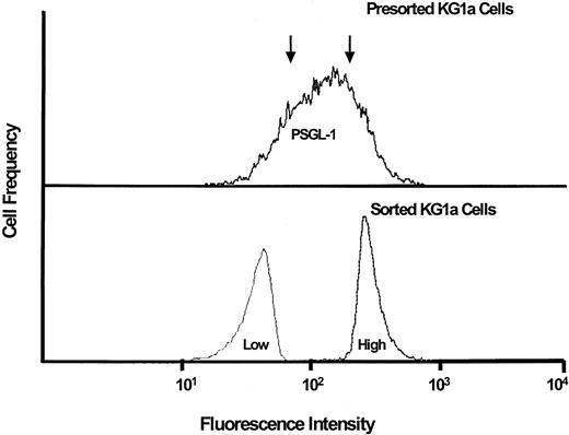 Fig. 3. L-selectin–mediated lymphocyte adherence to PSGL-1–deficient KG1a cells. / KG1a cells were sorted by FACS into populations (separated at arrows, upper panel) representing high-level PSGL-1 expression (“high”) and low-level PSGL-1 expression (“low”), as shown in lower panel. Adherence assays were performed on cells from both populations. L-selectin ligand activity was equivalently high in both cell populations (see text for details).