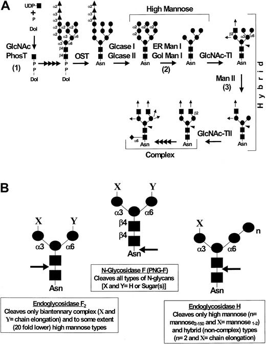 Fig. 4. N-glycan processing and endoglycosidase sensitivity. / (A) Schema of N-glycan biosynthesis: assembly and processing. Note the synthesis of high mannose, hybrid, and complex-type N-glycans and the sites of inhibition of N-glycan synthesis and processing by tunicamycin (1), deoxymannojirimycin (2), and swainsonine (3). GlcNAc-PhosT indicates N-acetylglucosamine-1-phosphotransferase; OST, oligosaccharyl transferase; Glcase I, α1,2 glucosidase I; Glcase II, α1,3 glucosidase II; ER Man I, ER-localized α1,2 mannosidase I; Gol Man I, Golgi-localized α1,2 mannosidase I; GlcNAc-TI, β1,2 N-acetylglucosaminyltransferase; Man II, α1,3/6 mannosidase II; GlcNAc-TII, β1,2 N-acetylglucosaminyltransferase. ● indicates mannose (man); ▴, glucose (Glc); ▪, N-acetylglucosamine (GlcNAc); ♦, fucose; ↑, potential sites of chain elongation; ◂, potential addition of β4 GlcNAc. (B) N-glycan branch specificity of endo-N-glycosidases. The specificities of N-glycan cleavage for N-glycosidase F (N-glycanase), endoglycosidase F2, and endoglycosidase H are as shown by arrows. ●, mannose; ▪, N-acetylglucosamine.