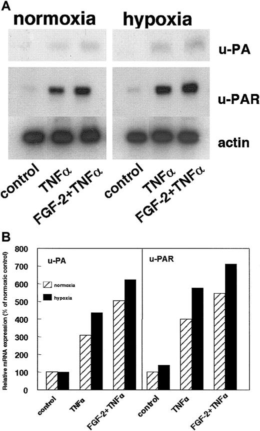 Fig. 4. Effect of hypoxia on uPA and uPAR mRNA expression. / (A) hMVECs were cultured for 72 hours in normoxic and hypoxic conditions in M199 supplemented with 10% HS and not stimulated (control) or stimulated with 10 ng/mL TNF-α or 10 ng/mL each FGF-2+TNF-α. After 72 hours, total RNA was isolated and analyzed by Northern blotting using α-32P CTP-labeled probes for uPA, uPAR, and actin. (B) The signals for uPA and uPAR mRNA were quantified by Phosphorimager analysis and adjusted for the corresponding actin mRNA. The data are expressed as a percentage of normoxic control cells. Similar results were obtained in 3 independent experiments.