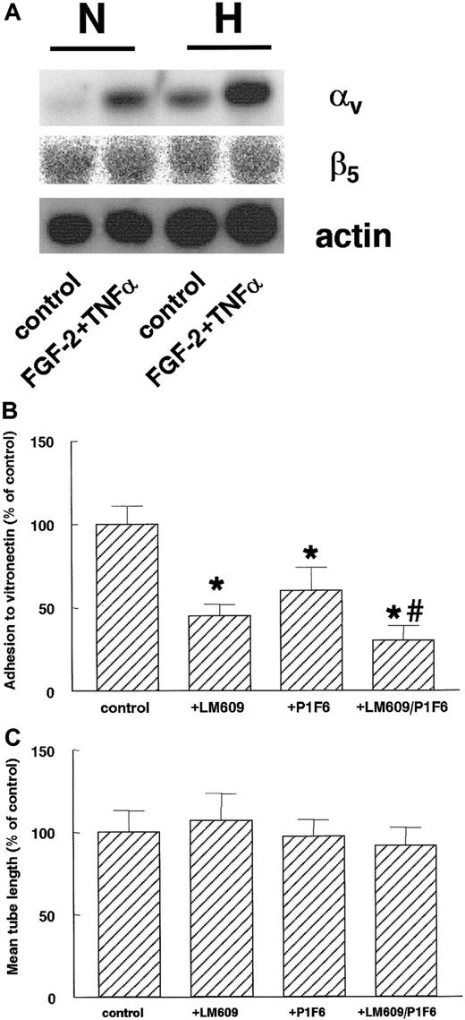 Fig. 9. Hypoxia increases αv-integrin mRNA expression. / (A) hMVECs were cultured for 16 hours in normoxic (N) and hypoxic (H) conditions in M199 supplemented with 10% HS and not stimulated (control) or stimulated with 10 ng/mL each FGF-2+TNF-α. After the incubation period, total RNA was isolated and analyzed by Northern blotting using α-32P CTP-labeled probes for αv-integrin, β5-integrin, and actin. (B) The cell adhesion assay was performed as described in “Materials and methods.” hMVECs were allowed to adhere to vitronectin for 90 minutes in the presence of control antibody 10 μg/mL anti-FITC (fluorescein isothiocyanate), 10 μg/mL LM609, 10 μg/mL P1F6, or a combination of 10 μg/mL each LM609 and P1F6. The data are expressed as the mean percentage of the control plus or minus SD. Each condition was performed 4-fold. The different groups were compared by an analysis of variance (ANOVA). The asterisk indicates P < .001, which is significantly different from control, and the number sign indicatesP = .005, which is significantly different from P1F6. (C) hMVECs were cultured on top of a 3-dimensional fibrin matrix in M199 supplemented with 10% HS and 10% NBCS under normoxic or hypoxic culture conditions and were stimulated with 10 ng/mL each FGF-2+TNF-α (control) alone or in the presence of 10 μg/mL of the αvβ3-blocking mAb LM609, the αvβ5-blocking mAb P1F6, or a combination of these antibodies (LM609/P1F6). After 3 days of culture, the mean tube length (mm/cm2) was measured as described. The effect of LM609 and P1F6 is expressed as the mean percentage of FGF-2+TNF-α–stimulated cells plus or minus the range of 2 independent experiments performed in duplicate wells.