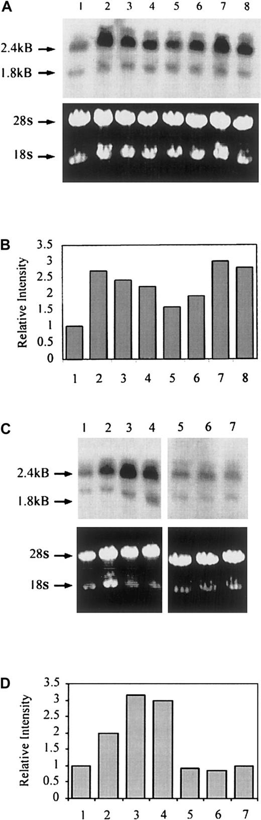 Fig. 6. Thrombin-induced DAF gene transcription is independent of de novo protein synthesis. / (A) HUVECs in 75-cm2 flasks were pretreated with CHX (1 μg/mL) or plain medium alone for 30 minutes prior to the addition of thrombin (10 U/mL) and culture for up to 24 hours. Total RNA was isolated, and Northern blots were prepared. The figure shows unstimulated HUVEC (lane 1) thrombin treatment for 2 hours (lane 2), 4 hours (lane 3), 6 hours (lane 4), and 24 hours (lane 5); CHX alone for 4 hours (lane 6); and CHX and thrombin for 2 hours (lane 7) and 4 hours (lane 8). The ethidium bromide–stained gels confirmed equal loading of RNA in each lane. (B) Quantification of mRNA levels in resting and thrombin-stimulated ECs using densitometric scanning. (C) HUVECs in 75-cm2 flasks were pretreated with CHX (1 μg/mL) or plain medium alone for 30 minutes prior to the addition of VEGF (25 ng/mL) and culture for up to 24 hours. Total RNA was isolated, and Northern blots were prepared. The figure shows unstimulated HUVECs (lane 1); VEGF treatment for 3 hours (lane 2), 6 hours (lane 3), and 9 hours (lane 4); CHX alone for 6 hours (lane 5); CHX and VEGF for 6 hours (lane 6); and CHX and VEGF for 9 hours (lane 7). The ethidium bromide–stained gels confirmed equal loading of RNA in each lane. (D) Quantification of mRNA levels in resting and VEGF-stimulated ECs using densitometric scanning.