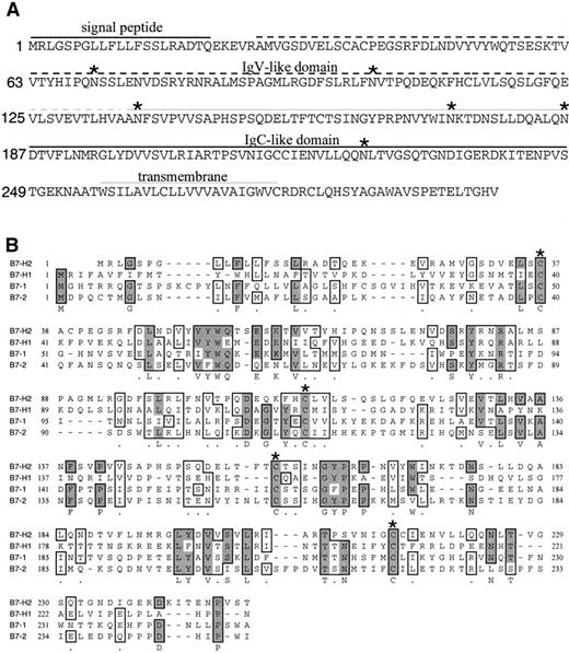 Fig. 1. Putative amino acid sequence of. / B7-H2 gene and alignment of the B7 family members. (A) Predicted amino acid sequence of human B7-H2. The predicated signal peptide, Ig V-like domain, Ig C-like domain, transmembrane region, and the potential N-linked glycosylation site (*) are indicated. The nucleic acid and amino acid sequences of B7-H2 are available from GeneBank under accession number AF289028. (B) Alignment of the B7-H2 with B7-1, B7-2, and B7-H1. Identical amino acid residues are shaded in bold and conserved residues are boxed. Cysteine residues that may be important in the forming of disulfide bond inside Ig V or Ig C domains are indicated (*).