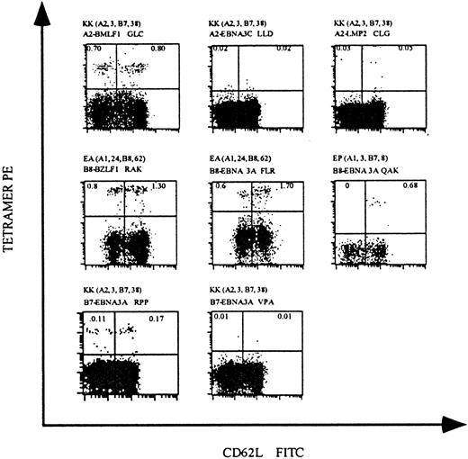 Fig. 2. HLA tetramers complexed with EBV peptides detect virus-specific CD8 T cells in the peripheral blood of EBV+individuals. / PBMCs were isolated from 3 EBV+ individuals and stained with mAbs specific for CD8 and CD62L and with HLA tetramers complexed with EBV epitopes. The HLA-A and HLA-B alleles expressed by these individuals and the HLA/epitope complexes used for staining are indicated above each dot-plot. Each dot-plot is gated on live CD8+ T cells, and the percentage of CD8 T cells staining with HLA tetramers is indicated in the upper quadrants of each plot.
