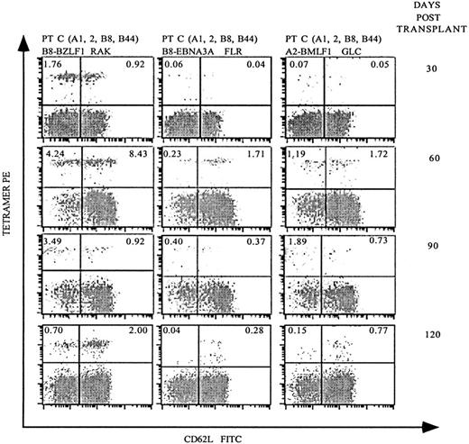 Fig. 4. Serial analysis of PBMCs following allo-PBSCT reveals that EBV-specific T-cell populations reconstitute the periphery rapidly and fluctuate in frequency. / PBMCs were obtained 30, 60, 90, and 120 days after allo-PBSCT from patient C, who expresses both HLA-A2 and HLA-B8, and stained as described in Figures 2 and 3A. The percentage of live CD8-gated T cells that stained with the respective tetramers is indicated in the upper quadrants of each dot-plot.