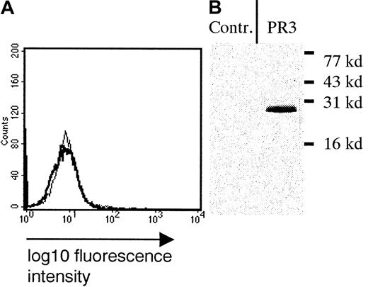 Fig. 3. Detection of PR3. / (A) Cell surface expression of PR3 on unstimulated PMNs incubated with supernatant from autologous degranulated PMNs (FACScan analysis). The bold curve represents expression of PR3 after incubation; the thin curve represents expression before incubation. (B) PR3 (29 kd) was easily detected in this supernatant by immunoblotting. Similar results were obtained for 3 individual experiments.