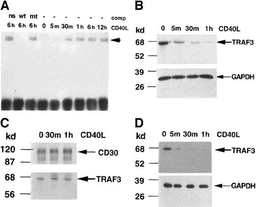 Fig. 1. Time course of CD40-mediated activation of NF-κB and depletion of TRAF3 in KMH2 cells. / KMH2 cells were stimulated with human CD40L for the indicated times. (A) Nuclear extracts were prepared, followed by EMSA. One microgram of each extract was incubated with radiolabeled double-stranded oligonucleotide containing the NF-κB DNA binding motif. Binding reaction was performed either without a competitor or in the presence of 30-fold excess of unlabeled competitor oligonucleotide (comp) containing wild-type NF-κB binding site (wild-type, wt), mutant NF-κB binding site (mt) or a nonspecific sequence estrogen response element (ns). The arrowhead indicates the position of the protein-DNA complex. (B-D) The level of TRAF3 was detected by Western blot using antihuman TRAF3 antibody in total cell (B), membrane (C), and cytoplasmic extracts (D). The position of TRAF3 (67 kd) is indicated by an arrow. In panels B and C, the level of the “housekeeping” enzyme GAPDH is detected to demonstrate equal protein content in each lane. In panel D, the membrane-bound CD30 is used for this purpose. The results are representative of 3 independently performed experiments.