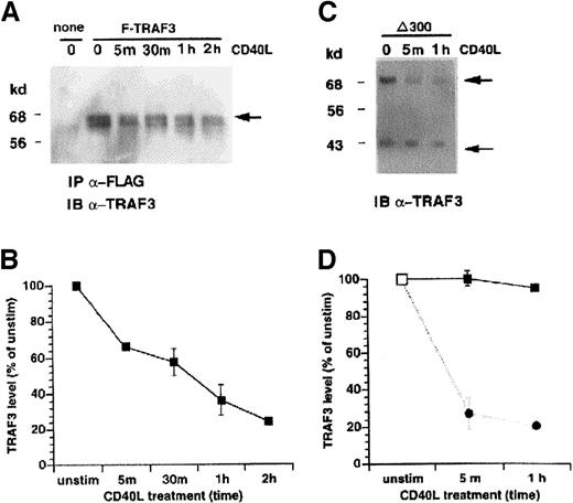 Fig. 4. The full-length TRAF3, but not the N-terminal deletion mutant, is depleted in stimulated cells. / (A) Stable KMH2 transfectants expressing the full-length epitope-tagged TRAF3 cDNA (F-TRAF3) were stimulated with human CD40L for the indicated times. The FLAG-tagged protein was immunoprecipitated from total cell extract and analyzed by Western blotting using anti-TRAF3 antibody. The position of F-TRAF3 is indicated by the arrow. The reason for a doublet band representing TRAF3 in anti-FLAG may be due to either alternatively processed exogenous protein or cross-reacting and coprecipitating endogenous TRAF3. (B) Quantification of 2 independent experiments (mean ± SE) performed as in panel A. The ▪ represents the level of the transfected F-TRAF3 protein. (C) Stable KMH2 transfectants expressing the deletion mutant of TRAF3 (δ300TRAF3) were stimulated with human CD40L for the indicated times. Total cell extracts were analyzed by Western blotting using anti-TRAF3 antibody. The position of endogenous TRAF3 (68 kd) is indicated by the heavy arrow and the TRAF3 deletion mutant (δ300TRAF3, ∼ 35 kd) by the thin arrow. (D) Resistance of mutant (δ300TRAF3) TRAF3 to proteolytic degradation, mean ± SE of 3 independent experiments. Here, the ▪ represents the level of the transfected δ300TRAF3, and the ● represents the endogenous, full-length TRAF3. Unstim indicates unstimulated; IP, immunoprecipitated; IB, immunoblotted.