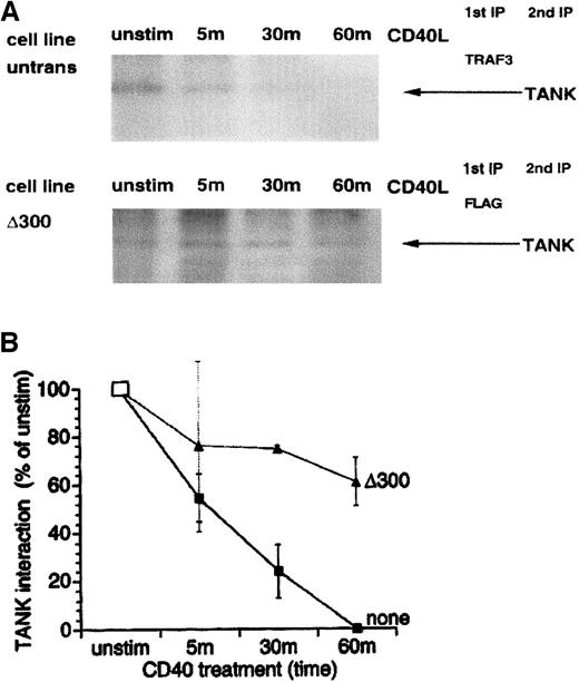 Fig. 6. Sustained interaction of TANK with a nondegradable TRAF3 deletion mutant but not endogenous TRAF3 following CD40 ligation. / KMH2 cells and δ300TRAF3 transfectants were metabolically radiolabeled in culture and stimulated with CD40L for the indicated times prior to lysis. TRAF3 was immunoprecipitated from untransfected and transfected KMH2 cell extracts using antihuman TRAF3 antibody and anti-FLAG antibody, respectively. This was followed by TANK immunoprecipitation from either the TRAF3 immunoprecipitates (A) or FLAG immunoprecipitates (B), using anti-human TANK antibody. The position of TANK is indicated by the arrow.