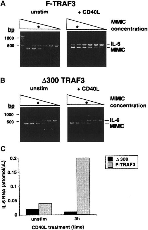 Fig. 7. CD40-mediated up-regulation of. / IL-6 gene expression is abrogated in δ300TRAF3, but not F-TRAF3 KMH2 transfectants. F-TRAF (A) or the δ300TRAF3 (B) transfectants were stimulated for 3 hours with CD40L. IL-6gene expression was monitored using the RT-PCR MIMIC system (Colette, Palo Alto, CA). In panels A and B, the triangles are schematic representations of the concentrations of MIMIC competitor and the asterisks denote the concentrations where sanple and competitor are equivalent. (C) Representative quantification data of 3 independently performed experiments are shown. The attomolar concentration was extrapolated for the PCR results.