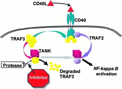 Fig. 8. Blocking the CD40 pathway in Reed-Sternberg cells. / . Shown is a schematic model of the roles for TRAF3 in CD40 signaling. TRAF3 has a membrane-associated role, interacting with the cytoplasmic tail of CD40.12-1420 In the present study, we show a distinct role for TRAF3 in the cytoplasm, as an inhibitor of CD40 signaling in the resting state. A potential site for intervention to block CD40 signaling occurs in the cytoplasm at the point of proteolytic degradation of the TRAF3 molecule, which appears to be necessary for propagation of the signal from CD40 to NF-κB.