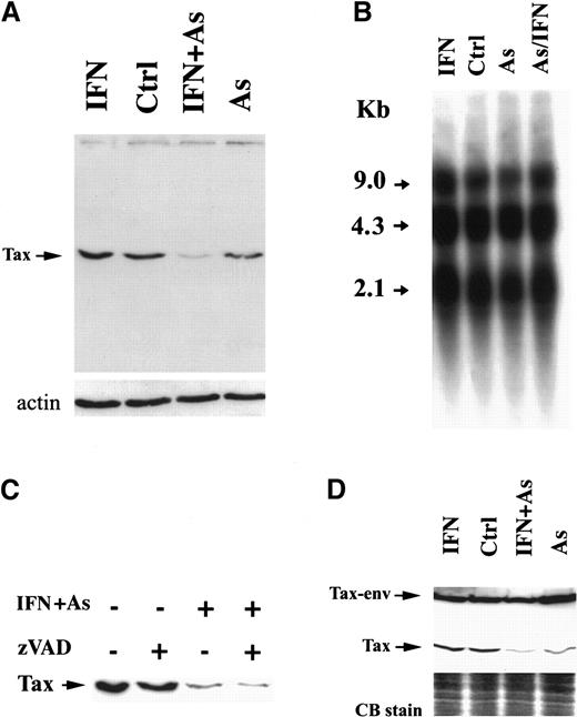 Fig. 2. Effects of IFN, As, and their combination on Tax protein levels. / Effects are shown in HuT-102 (A) and MT-2 (D) cells after 48 hours of exposure to these drugs. (B) The expression of HTLV-I RNA in HuT-102 cells treated with IFN, As, and their combination. (C) The effects of zVAD (50 μmol/L) on Tax expression. Equal protein loading was assessed by hybridization with antiactin antibodies (A) or by Coomassie blue staining (D).