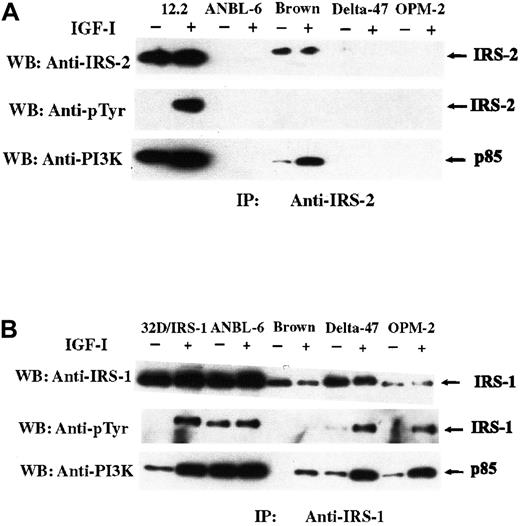 Fig. 2. Effect of IGF-1 on tyrosine phosphorylation of IRS-2 or IRS-1 and their association with PI-3K. / Cells were unstimulated (−) or stimulated (+) with IGF-I for 10 minutes after 18 hours of serum starvation. Cell lysates were immunoprecipitated with anti–IRS-2 (A) or anti–IRS-1 (B), subjected to SDS-PAGE, and blotted with the indicated antibodies. Mouse plasmacytoma line 12.2 (A) and 32D cells transfected with IRS-1 (B) were used as positive controls for IRS-2 and IRS-1, respectively. Positions of IRS-2, IRS-1, and the p85 subunit of PI-3K are as indicated.