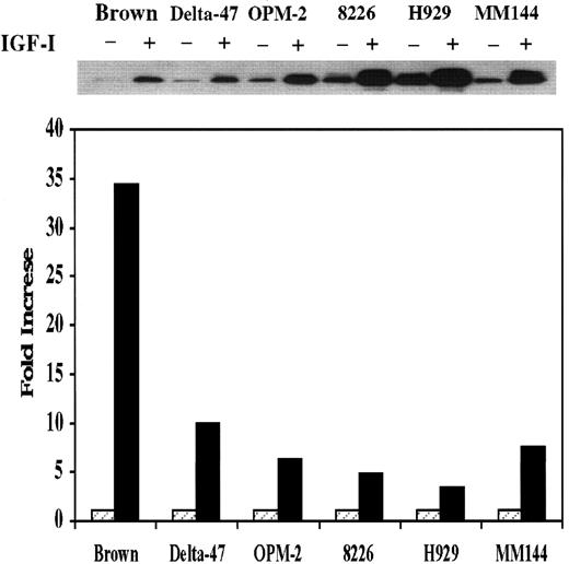 Fig. 4. MAPK activity in MM lines. / An in vitro MAPK assay was performed as described in “Materials and methods.” Fold increase was calculated by dividing the density of bands obtained from nonstimulated cells by that of IGF-I–stimulated counterparts. Data represent average values of 2 independent assays.