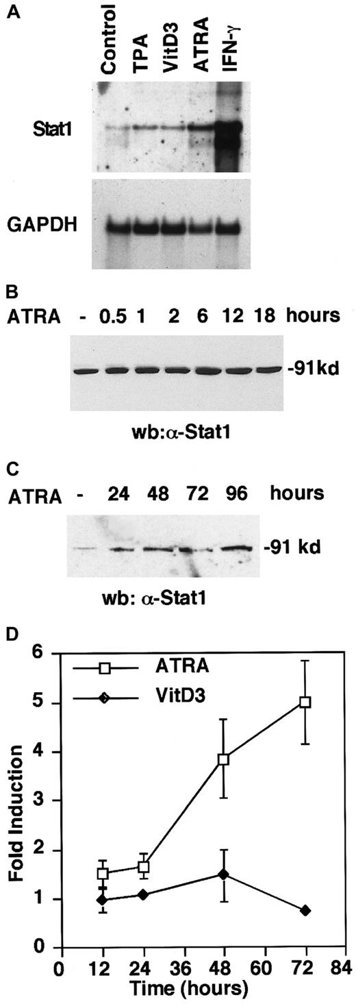 Fig. 1. ATRA induces Stat1 mRNA and protein expression and transcriptional activation of an interferon-responsive promoter in U-937 cells. / (A) Cells were induced for 72 hours by TPA (0.16 μmol/L), VitD3 (0.1 μmol/L), ATRA (1 μmol/L), or IFN-γ (100 U/mL). Stat1 and GAPDH mRNA levels were determined by Northern blot. (B, C) Cells were induced by ATRA and collected at the indicated times, and protein extracts were prepared and analyzed by Western blot using α-Stat1 antibodies. (D) U-937 cells stably transfected with a GBP promoter-driven luciferase reporter plasmid were stimulated with ATRA or VitD3. Cells were collected at the indicated times, and extracts were prepared, and luciferase activity was measured. The graph shows fold induction over untreated cells for RLU values correlated to protein concentration. Data are presented as mean ± SD (n = 3).