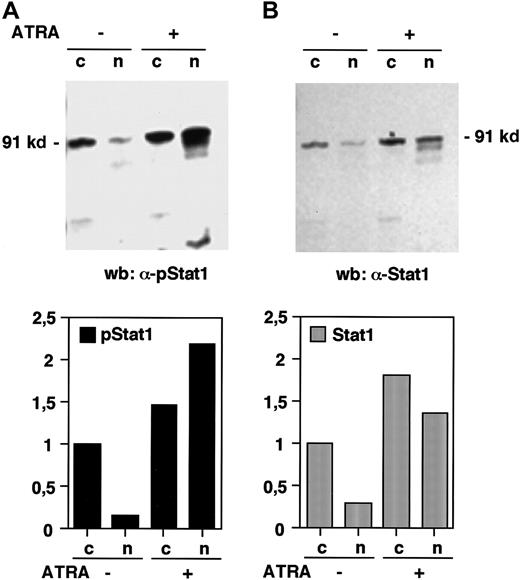 Fig. 2. Stat1 is phosphorylated and translocated to the nucleus in response to ATRA treatment. / U-937 cells (pCIneo control cells) were stimulated with ATRA for 36 hours and nuclear (n) and cytoplasmic (c) extracts were prepared. (A) The level of tyrosine phosphorylated Stat1 was determined by Western blot using antibodies specific for tyrosine 701 phosphorylated Stat1 (α-pStat1). (B) To confirm the nuclear translocation of Stat1, the membrane was stripped and immunoblotted with α-Stat1 antibodies. Quantitation of the bands, normalized to the uninduced cytoplasmic level, is shown in the lower panels.