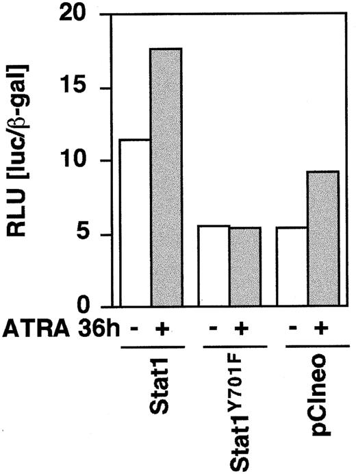 Fig. 4. Stat1HAY701F inhibits ATRA-induced GBP-Luc reporter activity. / U-937 cells were transiently cotransfected with 0.2 μg of GBP-luciferase reporter ± 0.75 μg of pCI-Stat1, pCI-Stat1Y701F, or empty pCIneo vector, as indicated. At 12 hours after induction the cells were induced by 1 μmol/L ATRA for 36 hours after which extracts were prepared and the luciferase activity measured. Differences in transfection efficiency were corrected for by cotransfection of β-actin–LacZ and measurement of β-galactosidase activity. Data shown are the average of duplicates.
