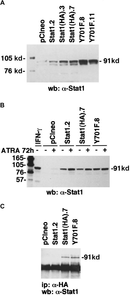 Fig. 5. Transfected U-937 cell lines constitutively express exogenous Stat1 proteins. / (A) The levels of Stat1 protein in U-937 stably transfected clones were determined by Western blot with α-Stat1 antibodies. (B) To ensure that the high Stat1 levels were maintained during ATRA-induced differentiation, cells were induced by ATRA for 72 hours and analyzed by Western blot using α-Stat1 antibodies. (C) Immunoprecipitation with antibodies against the hemagglutinin tag 12CA5 followed by Western blot using α-Stat1 antibodies shows exogenous expression of Stat1HA in established cell lines.