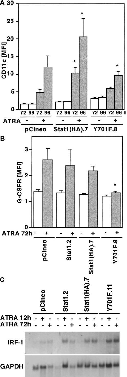 Fig. 7. ATRA-induced expression of differentiation markers CD11c and G-CSFR is repressed by Stat1HAY701F-expressing U-937 cells. / (A, B) Induction of CD11c (A) and G-CSFR (B) expression by ATRA treatment in U-937 sublines. Cells were induced by ATRA, collected at the indicated time points, and analyzed by flow cytometry. Data are presented as mean fluorescence intensity (MFI) values correlated to autofluorescence of unlabeled cells. Mean values ± SD (n = 5). The asterisks indicate significant differences to the corresponding pCIneo controls (P < .05). (C) ATRA-induced expression of IRF-1 is not inhibited in U-937 sublines. Total RNA was prepared from unstimulated cells or cells treated with ATRA for 12 and 72 hours, and subjected to Northern blot analysis with IRF-1 and GAPDH probes.