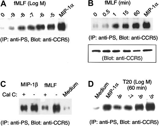 Fig. 2. Phosphorylation of CCR5 in monocytes treated with fMLF. / (A, B) Monocytes preincubated with the designated concentrations of fMLF (1 hour at 37°C) (panel A) or with 10−6 mol/L fMLF (panel B) for designated time intervals were lysed, and lysates (200 μg) were subjected to immunoprecipitation with an antiphosphoserine antibody followed by immunoblotting with anti-CCR5 antibody. Chemokine MIP-1α at 1 μg/mL (37°C, 1 minute) was used as a positive control. Inset in panel B shows the detection by immunoblotting of CCR5 in 20 μg cell lysates prior to immunoprecipitation. Relative fold increase in levels of phosphorylated CCR5 normalized to receptor contents were as follows: for fMLF, 1.2 (0.5 minutes), 5 (1 minute), 7 (15 minutes), and 10 (60 minutes); for MIP-1α, 11 (1 minute). (C) Monocytes preincubated with or without calphostin C (Cal C; 50 ng/mL, 2.5 hour at 37°C) were stimulated with MIP-1β (1 μg/mL, 37°C, 1 minute) or fMLF (10−6 mol/L, 37°C, 60 minutes), and the cell lysates were examined for serine phosphorylation of CCR5. (D) Monocytes were treated with different concentrations of synthetic T20 peptide derived from HIV-1 gp41 and were then measured for CCR5 phosphorylation. MIP-1α treatment at 1 μg/mL (37°C, 1 minute) was used as a positive control.