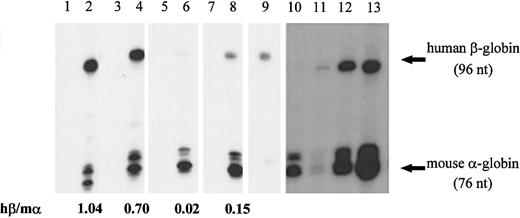 Fig. 1. Representative autoradiograph of the primer extension analysis of MEL cell RNA, before (lanes 1, 3, 5, 7) and after erythroid differentiation induction (lanes 2, 4, 6, 8, 11, 12, 13), transfected with normal (lanes 1, 2, 11, 12, 13), β15 (lanes 3, 4), β39 (lanes 5, 6), or β127 (lanes 7, 8) β-globin genes. / Human β- and mouse α-globin specific oligonucleotides were hybridized with 10 μg murine RNA and then extended with reverse transcriptase as described in “Materials and methods.” Two hundred fifty nanograms of human reticulocyte RNA (lane 9) and 10 μg untransfected MEL cells mRNA (lane 10) were also reverse transcribed to show the positions of human β- (96 nt) and mouse α-globin (76 nt) cDNA, respectively. In addition, 1, 10, and 15 μg RNA extracted from cells transfected with the normal β-globin gene (lanes 11, 12, 13, respectively) were transcribed to show that the experiment was carried out in the presence of primer in excess. Levels of human β-globin mRNA (hβ) relative to endogenous mouse α-globin mRNA (mα) are indicated at the bottom.