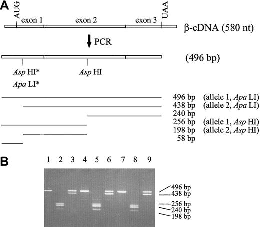 Fig. 3. RT-PCR plus restriction endonuclease analysis of peripheral blood reticulocyte RNA from a normal subject and from 2 β15 carriers. / (A) Schematic representation of the protocol. The reticulocyte mRNA was reverse transcribed, originating cDNA fragments of 580 nt. Boxed areas represent human β-globin gene exons, and AUG and UAA represent translation initiation and termination codons, respectively. β-cDNA was amplified, producing DNA fragments of 496 bp. The localization ofAspHI and ApaLI restriction sites is indicated. The AspHI/ApaLI polymorphic restriction enzyme site, located at codon 2, is indicated by an asterisk. In the β15 carriers, the mutated allele is linked to allele 1 at codon 2. (B) Representative ethidium bromide-stained agarose gel electrophorogram of normal undigested DNA (lane 1), AspHI-digested normal DNA (lane 2), ApaLI-digested normal DNA (lane 3), undigested DNA from 2 β15 carriers (lanes 4 and 7, respectively),AspHI-digested DNA from 2 β15 carriers (lanes 5 and 8, respectively), and ApaLI-digested DNA from 2 β15 carriers (lanes 6 and 9, respectively). Fragment length is indicated on the right.