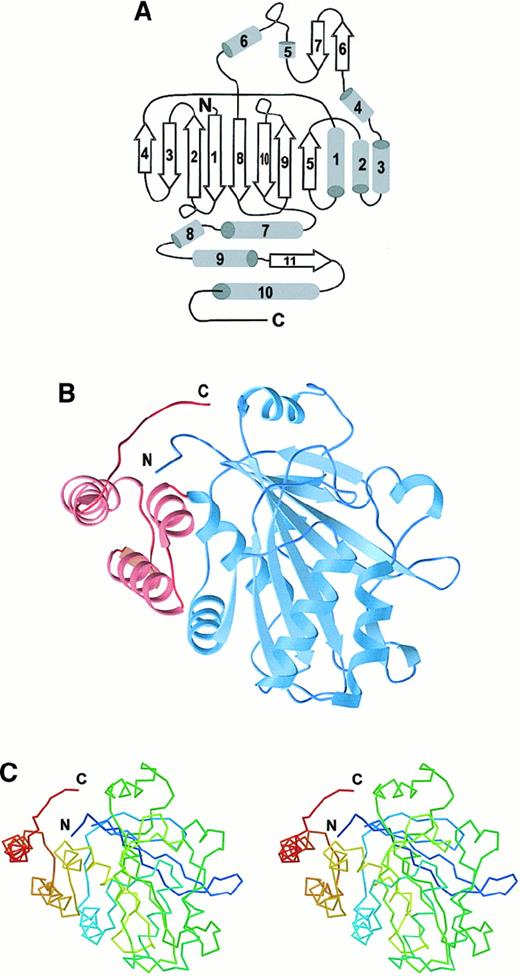 Fig. 1. Structure of cdb3 monomer. / (A) Diagram of cdb3 secondary structure with the following sequence assignments: β157-66, β273-82, β384-88, β492–96, α1104–116, β5117–122, α2128–141, α3146–158, α4166–170, β6176–180, β7182–185, α5196–201, α6212–220, β8224–234, β9239–247, β10263–271, α7278–290, α8292–300, α9304–316, β11318–323, and α10328–347. (B) Ribbon diagram of cdb3 monomer, with blue corresponding to the peripheral protein binding domain and red to the dimerization arm. (C) Stereo drawing of the α-carbon trace for the cdb3 monomer in approximately the same orientation as in panel B. Colors change from blue at the N-terminus to red at the C-terminus.