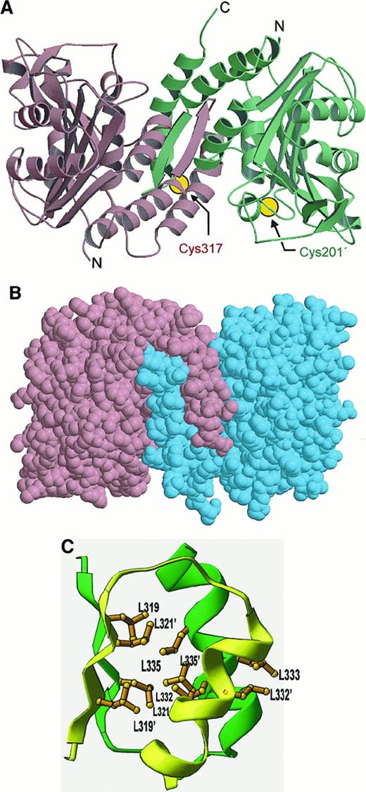 Fig. 2. Structure of cdb3 dimer. / (A) Ribbon diagram of cdb3 dimer showing interactions between interlocking dimerization arms. The positions of the 2 cysteines (Cys 201A and Cys 317B) that form an inter-subunit disulfide bond upon treatment with the oxidizing agent, o-phenanthroline/CuSO4(pH at least 7.5), are also shown. Because these cysteines cannot form a disulfide in the low pH conformation of cdb3, they are not expected to reside near each other in the low pH structure shown here. (B) Space filling model of cdb3 dimer. (C) Cluster of 9 leucine residues (extending from β11 and α10 of each subunit) that stabilize the dimerization domain.