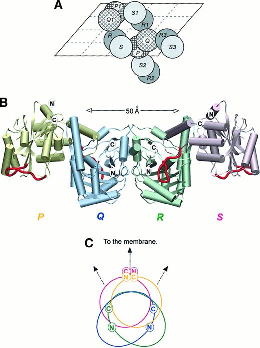 Fig. 3. Structure of cdb3 tetramer. / (A) The packing of selected cdb3 dimers in the crystal illustrated schematically by projection onto an a, c plane of the unit cell. The unit cell includes 4 monomers of types P, Q, R, and S. (B) The association of cdb3 subunits in the likely physiological tetramer, with each potential ankyrin binding loop (residues 176-190) highlighted in red. The plane of the bilayer is believed to lie in a horizontal plane at the top of the diagram. (C) Relative orientation of the truncated N- and C-termini of the tetramer, as viewed from one end of the tetramer. Color coding is the same as in Figure 3B. Panels A and B are rotated with respect to each other by 180° about a horizontal axis in the plane of the page.