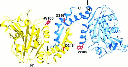 Fig. 4. Possible expansion of cdb3 dimer at elevated pH. / To envision a possible high pH conformation of cdb3, the 2 peripheral protein binding domains were rotated away from their shared dimerization domain by allowing them to pivot at Gly 305 (indicated by arrows), a plausible site for rotation to occur. The resulting protein would be expected to remain dimeric, but also to become more elongated and fluorescent as the domains separate and the quenching H bonds between Asp 316 and Trp 105 (shown in red) disjoin.