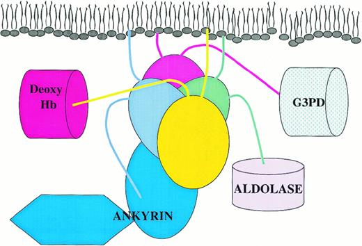 Fig. 5. Cartoon displaying the possible organization of a peripheral protein complex on a cdb3 tetramer in situ. / Protein 4.1 is not displayed in the diagram because it competes with ankyrin for an overlapping site. Deoxy Hb indicates deoxyhemoglobin; G3PD, glyceraldehyde-3-phosphate dehydrogenase.