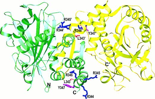 Fig. 6. Location of the protein 4.1 binding site on the cdb3 dimer. / The side chain orientations of the LRRRY sequence are shown, and the location of the proximal N-terminal marker is labeled to allow visualization of the protein 4.1 binding surface.