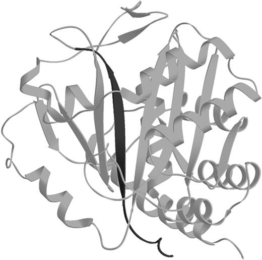 Fig. 7. Ribbon diagram of the cdb3 monomer. / The dark strand in the middle is the β-strand that is deleted from the kidney cdb3.