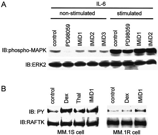 Fig. 7. Effect of Thal and analogs on growth and apoptotic signaling in MM.1S and MM.1R cells. / (A) MM.1S cells were cultured in media, with 50 μmol/L of PD98059 and with 10 μmol/L of IMiD1, IMiD2, or IMiD3 for 48 hours. Cells were then triggered with 50 ng/mL of IL-6 for 10 minutes, lysed, transferred to PVDF membrane, and blotted with anti-phospho MAPK Ab. Blots were stripped and reprobed with anti-ERK2 Ab. (B) MM.1S and MM.1R cells were treated with Thal (100 μM), IMiD1 (100 μmol/L), or Dex (10 μmol/L) and harvested at 12 hours. Total cell lysates were subjected to immunoprecipitation with anti-RAFTK Ab and analyzed by immunoblotting with anti-P-Tyr Ab or anti-RAFTK Ab.