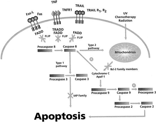 Fig. 1. Schematic overview of the regulation of apoptosis.