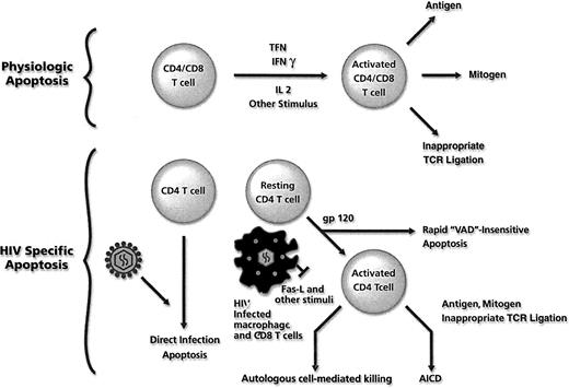 Fig. 2. T-cell apoptosis. / Mechanisms of physiologic T-cell apoptosis (top) and mechanisms of increased T-cell apoptosis associated with HIV infection (bottom). VAD refers to the pan-caspase inhibitor 2-VAD-Fmk.
