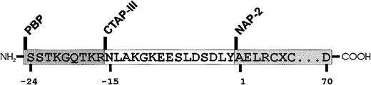 Fig. 1. Amino acid sequence of major β-TG Ag isoforms. / Numbers indicate residue positions relative to the N-terminus of NAP-2.