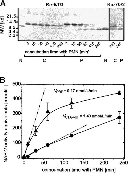 Fig. 3. Time kinetics of proteolytic processing of PBP and CTAP-III on coincubation with PMN. / Neutrophils were coincubated with 500 nmol/L of either NAP-2 precursor for the time period indicated, and supernatants (SN) were further analyzed. (A) Western blot analysis of SN. 10 μL of each SN was separated by SDS-PAGE, blotted, and immunostained with either antiserum Rα-βTG (binding to all known β-TG Ag isoforms) or Rα-70/2 (detecting the C-terminal residue in β-TG-Ag). 50 ng NAP-2 was run in parallel for comparison. Data from 1 of 3 representative experiments are shown. N indicates NAP-2; P, PBP; C, CTAP-III. (B) Determination of NAP-2 activity equivalents in SN. The potential NAP-2 concentrations in the SN were determined by comparison with purified NAP-2 in the degranulation assay as outlined in “Materials and methods.” Shown are means ± SD of data obtained in 3 independent experiments. The initial velocity, V, was defined as the increase in NAP-2 concentration per minute on the basis of the first time point at which significantly elevated NAP-2 levels could be detected. This time point differed between the precursors (C, 30 minutes; P, 10 minutes). ●, CTAP-III (500 nmol/L); ▴, PBP, (500 nmol/L).