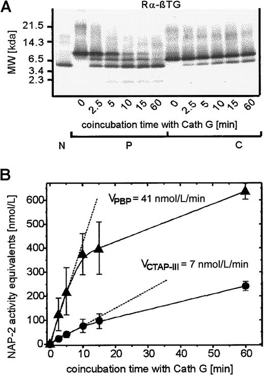 Fig. 4. Time kinetics of proteolytic processing of PBP and CTAP-III on coincubation with purified cathepsin G. / Cathepsin G (1 μg/mL) was coincubated with 500 nmol/L of either NAP-2 precursor for the time periods indicated, and supernatants (SNs) were taken and analyzed exactly as reported in the legend to Figure 3A. (A) Western blot analysis of SN: 10 μL of each SN was separated by SDS-PAGE, blotted, and subsequently immunostained with antiserum Rα-βTG. 50 ng NAP-2 was run in parallel for comparison. Data from 1 of 3 representative experiments are shown. N, NAP-2; P, PBP; C, CTAP-III. (B) Determination of NAP-2 activity equivalents in SN (compare with legend to Figure 3B). Shown are means ± SD of data obtained in 3 independent experiments. ●, CTAP-III (500 nmol/L); ▴, PBP, (500 nmol/L).