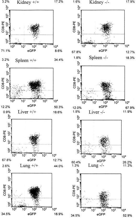 Fig. 4. Two-color histograms at day 6 evaluating recruitment of CD8+ T cells to the kidney, liver, lung and spleen. / Analysis of the proportion of CD8+ T cells in the kidney, liver, lung, and spleen at day 6 after transfer of MIP-1α−/− or MIP-1α+/+ T cells. Significant differences were noted in the number of CD8+ T cells in the liver, lung, and spleen (P < .001 for both; Table 1) as a function of T-cell production of MIP-1α. Due to the significant expression of eGFP in the donor cells, the population of CD8-expressing cells has been shifted down on the y axis, resulting in the majority of cells not expressing CD8 falling below the y axis.