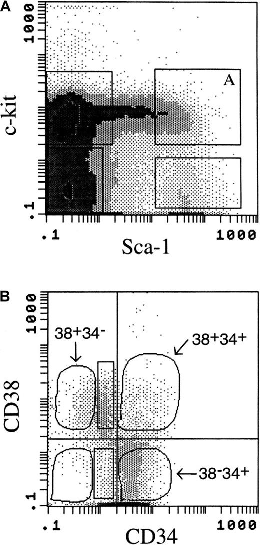 Fig. 1. Flow cytometric analysis of the surface-marker–expression profile of murine bone marrow (BM) cells. / Lineage-positive cells were removed by CS column before flow cytometry. (A) Expression of Sca-1 and c-kit on the cell surface was gated as shown; Lin− Sca+ kit+cells were gated as shown in box A. (B) Expression of CD38 and CD34 on the cell surface of the Lin− Sca+kit+ cells was used to separate the cell population shown in box A in Figure 1A into the following 4 subsets: Sca+kit+ CD38+ CD34−(38+34−), Sca+ kit+CD38+ CD34+ (38+34+), Sca+ kit+ CD38−CD34+(38−34+), and Sca+kit+ CD38− CD34−(38−34−). Two other subpopulations examined (Figure 3) were Sca+ kit+ CD38+CD34lo (38+34lo) and Sca+ kit+ CD38− CD34lo(38−34lo) (rectangular gates). Cells in each population were sorted and collected for analysis in a competitive repopulation assay.