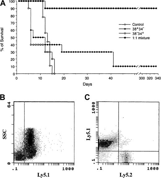 Fig. 4. Survival curves for lethally irradiated mice as a measure of the radioprotective capacity of subsets of PHSC. / (A) Lethally irradiated Ly5.2 mice were given transplants of either 300 38+34− cells (carrying the Ly5.1 surface marker), 300 38−34+ cells (carrying both the Ly5.1 and the Ly5.2 surface markers and obtained by using cells from a first-filial-generation hybrid of Ly5.1 and Ly5.2), or 300 cells as a 1:1 mixture of the 2 subsets (150 cells of each). Only the 1:1 mixture provided both short- and long-term reconstitution. (B) In peripheral blood collected 8 months after BMT of the 1:1 mixture, more than 80% of the blood cells were derived from the donor (ie, Ly5.1-positive cells), and (C) 98% were derived from 38+34−cells (ie, only Ly5.1-positive cells). The data suggest that reconstitution came primarily from the 38+34−subset of PHSC, not the 38−34+ subset, although the 38−34+ subset is required for efficient radioprotection.