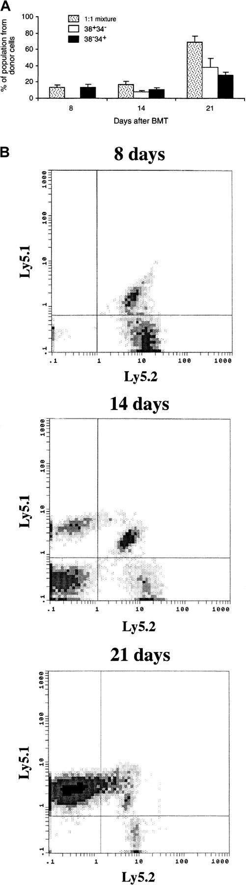 Fig. 5. Early time course of BM reconstitution. / Lethally irradiated Ly5.2 mice were given transplants of either 400 38+34− cells (carrying only the Ly5.1 surface marker), 400 38−34+ cells (carrying both the Ly5.1 and the Ly5.2 surface markers) or 400 cells in a 1:1 mixture of the 2 subsets (200 cells of each). At each time point, 2 to 4 animals were killed, their BM cells extracted, and the percentages of Ly5.1 and Ly5.1-Ly5.2 cells determined. (A) Summary of the results. (B) Representative fluorescence-activated cell-sorting analysis of donor-cell BM engraftment from the 1:1 mixture at 3 time points. The data suggest that the 38+34− subset of PHSC cannot engraft rapidly (ie, by 8 days after BMT) but can engraft by 14 days after BMT. Data are from 4 independent experiments using 2 to 4 mice per group in each experiment; the values presented are means ± SE.